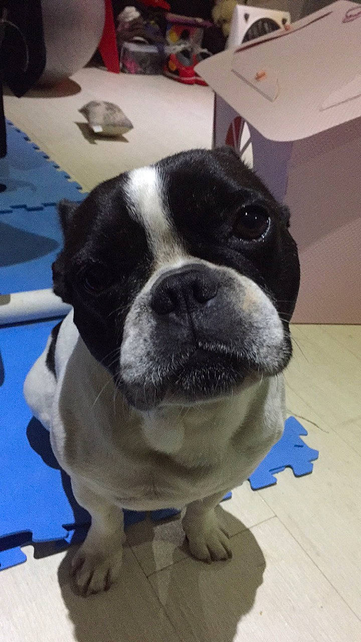Inzo a rejoint le concours — aidez-le/la à gagner de superbes lots ! boston_terrier, bulldog, canidae, carnivore, companion_dog, dog, dog_breed, eye, fawn, french_bulldog, mammal, non_sporting_group, nose, pug, skin, snout, sporting_group, toy_bulldog, toy_dog, vertebrate