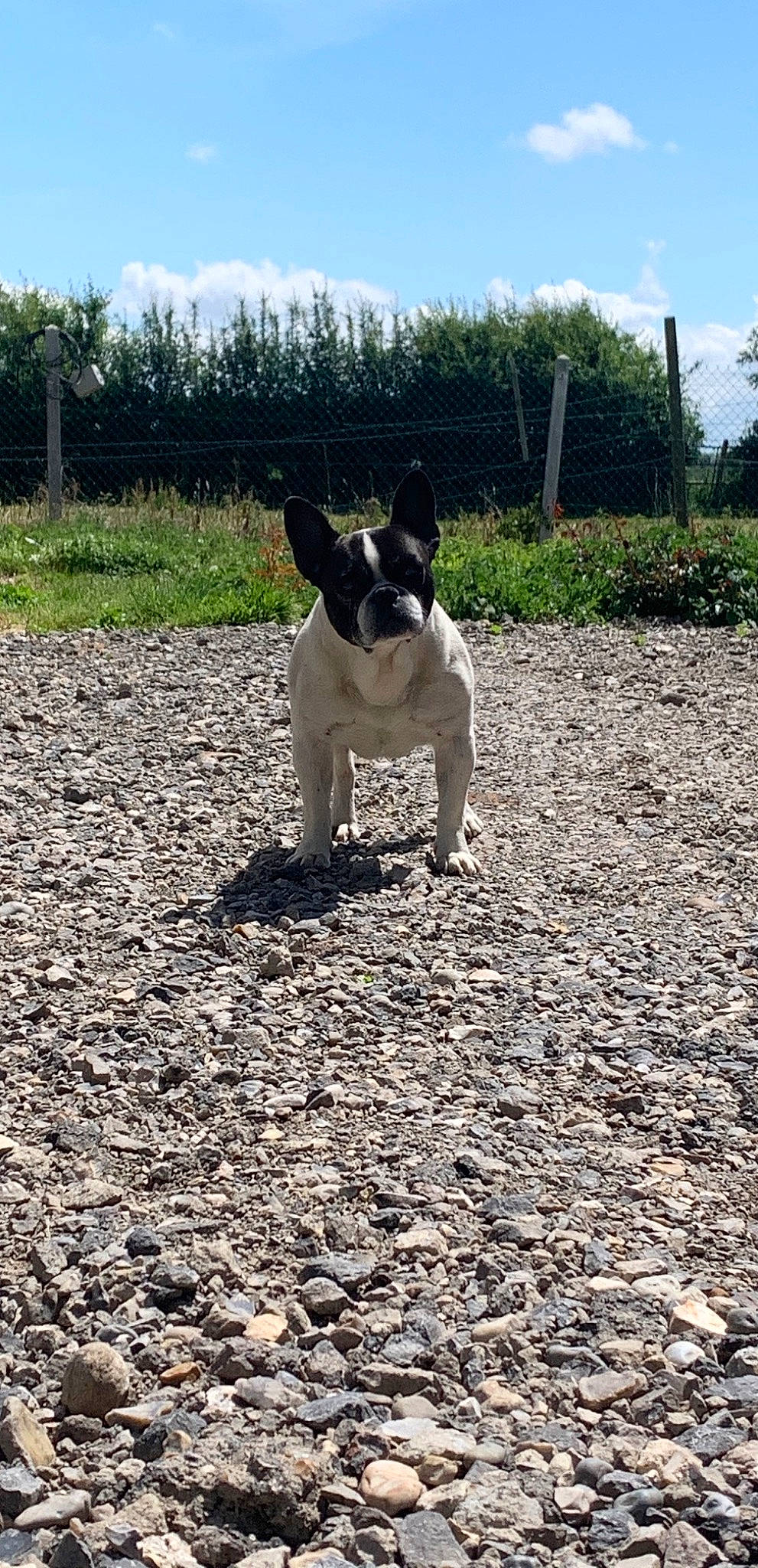 Inzo participe au concours pour gagner de l'argent avec cette photo : canidae, carnivore, dog, dog_breed, fawn, french_bulldog, mammal, non_sporting_group, soil, sporting_group, vertebrate