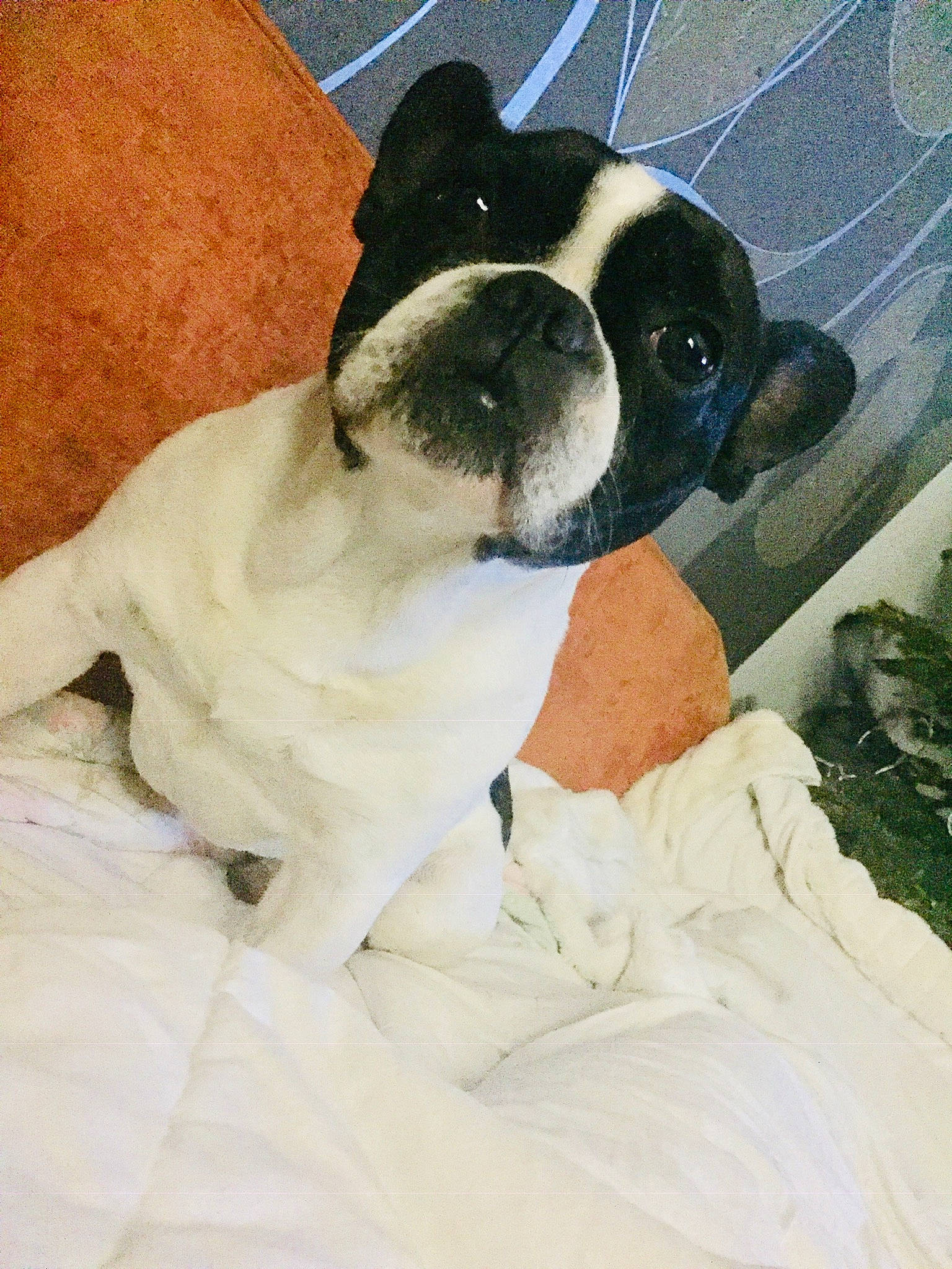 Inzo participe au concours pour gagner de l'argent avec cette photo : boston_terrier, bulldog, canidae, carnivore, companion_dog, dog, dog_breed, fawn, french_bulldog, mammal, non_sporting_group, puppy, skin, snout, sporting_group, valley_bulldog, vertebrate