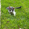 Rocky joined the competition — help win amazing prizes! cat, gray_cat, white_cat, grass, greenery, outdoor, animal, pet, feline, nature, leaf, lawn, curious, alert, crouching, daylight, mammal, whiskers, tail, ears