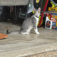 Rocky is registered to the contest to win money with this photo: cat, gray_cat, white_cat, garage, concrete_floor, ladder, toolbox, container, yellow_eyes, sitting, pet, curious, indoor, animal, domestic_cat, collar, floor, household, equipment, storage