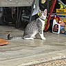 cat, gray_cat, white_cat, garage, concrete_floor, ladder, toolbox, container, yellow_eyes, sitting, pet, curious, indoor, animal, domestic_cat, collar, floor, household, equipment, storage