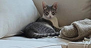 Rocky is registered to the contest to win money with this photo: cat, sofa, couch, indoor, pet, gray_cat, white_cat, blanket, knitted_blanket, window, home_interior, furniture, relaxed, resting, animal, living_room, cozy, domestic_cat, cute, calm