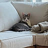 cat, sofa, couch, indoor, pet, gray_cat, white_cat, blanket, knitted_blanket, window, home_interior, furniture, relaxed, resting, animal, living_room, cozy, domestic_cat, cute, calm
