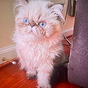 Sugar joined the competition — help win amazing prizes! cat, blue_eyes, fluffy_fur, white_cat, sitting, wooden_floor, gray_couch, indoor, pet, curious, feline, whiskers, ears, paw, home, domestic, animal, cute, portrait, furniture