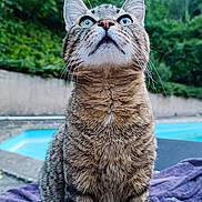 Mimine participe au concours pour gagner de l'argent avec cette photo : cat, tabby_cat, animal, pet, fur, whiskers, outdoor, greenery, towel, pool, sitting, curious, looking_up, closeup, nature, daylight, mammal, domestic_animal, eyes, ears