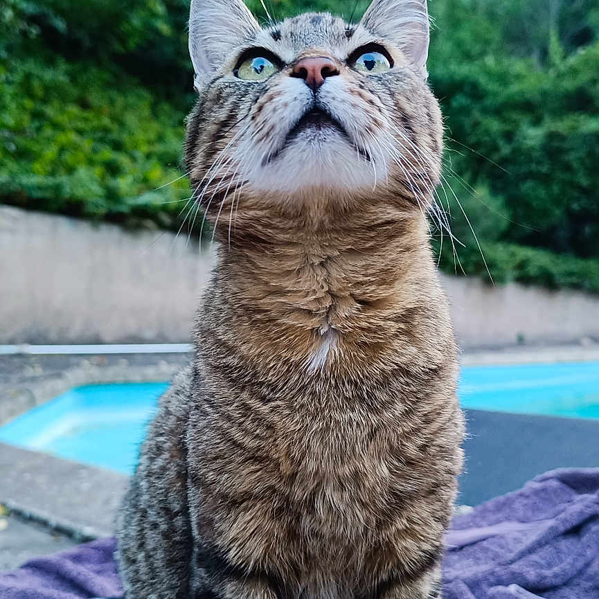 Mimine participe au concours pour gagner de l'argent avec cette photo : animal, cat, closeup, curious, daylight, domestic_animal, ears, eyes, fur, greenery, looking_up, mammal, nature, outdoor, pet, pool, sitting, tabby_cat, towel, whiskers