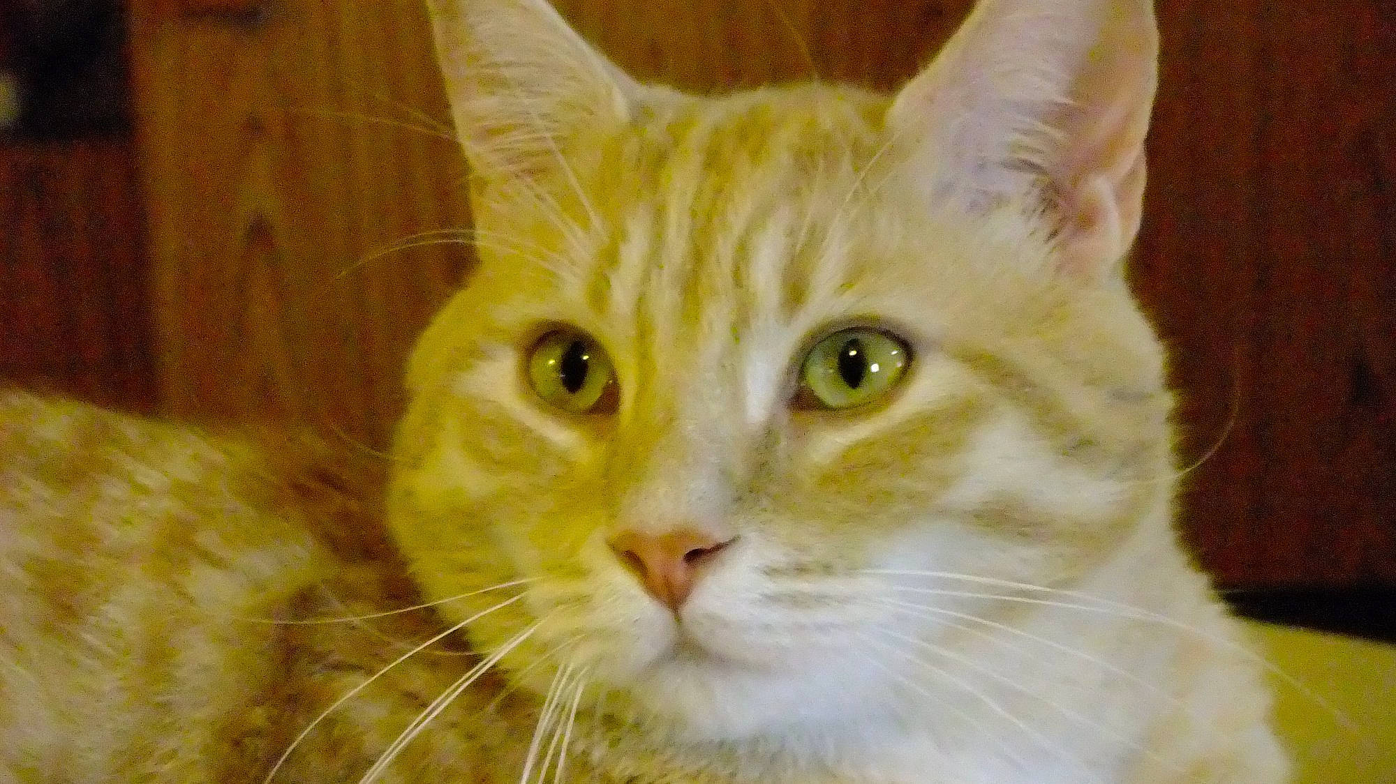 Moumousse a rejoint le concours — aidez-le/la à gagner de superbes lots ! aegean_cat, american_wirehair, arabian_mau, asian, asian_semi_longhair, australian_mist, burmilla, carnivore, cat, domestic_long_haired_cat, domestic_short_haired_cat, european_shorthair, eye, felidae, mammal, small_to_medium_sized_cats, snout, tabby_cat, vertebrate, whiskers