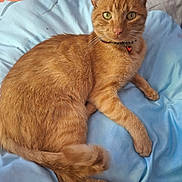 Ulys participe au concours pour gagner de l'argent avec cette photo : cat, orange_tabby, pet, animal, collar, bell, fur, whiskers, green_eyes, bed, blanket, indoor, resting, cute, feline, relaxed, paw, tail, looking, soft