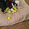 Diamond joined the competition — help win amazing prizes! dog, bulldog, tennis_balls, cushion, beige, floor, wooden_floor, pet, indoor, resting, sleepy, black_and_white, paw, toy, relaxed, animal, mammal, companion, cozy, household