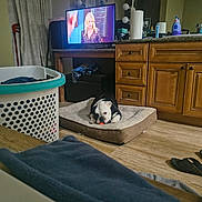 Diamond joined the competition — help win amazing prizes! bulldog, dog_bed, toy, cabinet, television, laundry_basket, clothing, floor, mirror, towel, household_items, indoor, pet, dog, bathroom, slippers, paper_towel, bottle, curtains, furniture