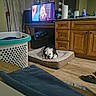 bulldog, dog_bed, toy, cabinet, television, laundry_basket, clothing, floor, mirror, towel, household_items, indoor, pet, dog, bathroom, slippers, paper_towel, bottle, curtains, furniture