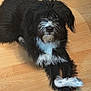 Cricket is registered to the contest to win money with this photo: dog, black_and_white, fluffy, crossed_paws, wooden_floor, pet, animal, indoor, cute, relaxed, laying_down, fur, muzzle, paw, canine, domestic_animal, companion, portrait, friendly, calm