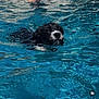 Cricket is registered to the contest to win money with this photo: dog, water, swimming, pool, wet, animal, pet, canine, blue, outdoor, summer, recreation, fur, head, muzzle, snout, wet_fur, paddle, animal_face, aquatic