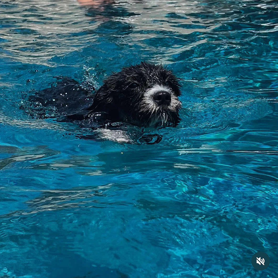 Cricket is registered to the contest to win money with this photo: animal, animal_face, aquatic, blue, canine, dog, fur, head, muzzle, outdoor, paddle, pet, pool, recreation, snout, summer, swimming, water, wet, wet_fur