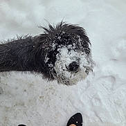 Cricket joined the competition — help win amazing prizes! dog, black_dog, snow, snowy_ground, animal, pet, winter, fur, face, footwear, black_shoes, red_pants, outdoor, curious, looking_up, playful, cold, person, winter_clothing, animal_portrait