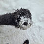 dog, black_dog, snow, snowy_ground, animal, pet, winter, fur, face, footwear, black_shoes, red_pants, outdoor, curious, looking_up, playful, cold, person, winter_clothing, animal_portrait