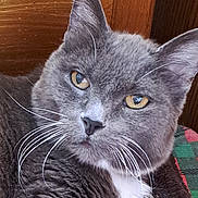 Hermes participe au concours pour gagner de l'argent avec cette photo : cat, close_up, grey_cat, white_fur, whiskers, amber_eyes, resting, wooden_background, plaid_fabric, pet, feline, domestic_cat, fur, animal, portrait, indoor, cute, soft_fur, relaxed, whiskers_visible