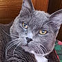 cat, close_up, grey_cat, white_fur, whiskers, amber_eyes, resting, wooden_background, plaid_fabric, pet, feline, domestic_cat, fur, animal, portrait, indoor, cute, soft_fur, relaxed, whiskers_visible