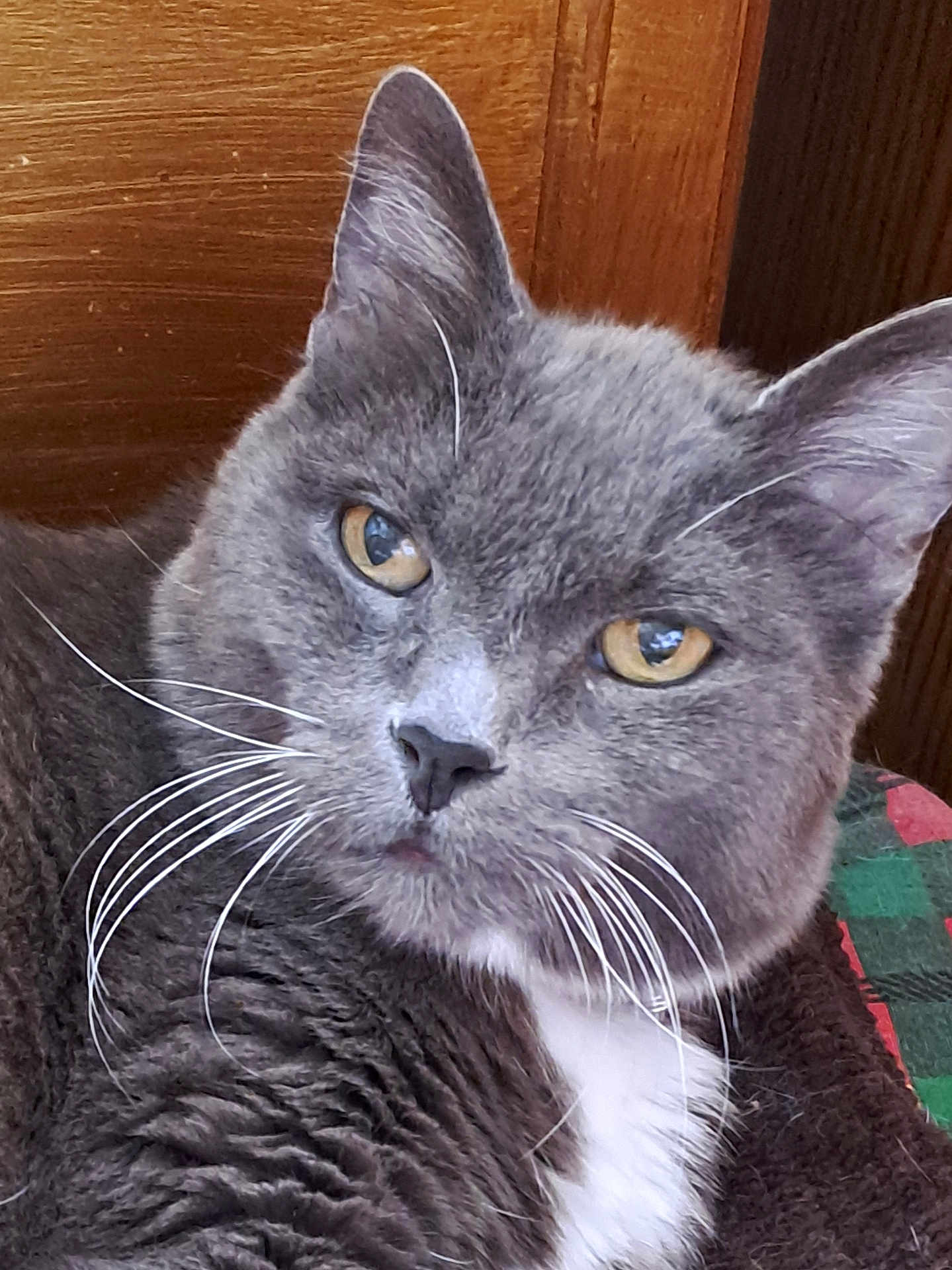 Hermes participe au concours pour gagner de l'argent avec cette photo : cat, close_up, grey_cat, white_fur, whiskers, amber_eyes, resting, wooden_background, plaid_fabric, pet, feline, domestic_cat, fur, animal, portrait, indoor, cute, soft_fur, relaxed, whiskers_visible