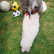 Pénélope participe au concours pour gagner de l'argent avec cette photo : dog, poodle, grass, soccer_balls, painted_nails, flower_accessory, outdoor, pet, cute, fluffy, white_fur, gray_fur, collar, relaxing, summer, playful, animal, paw, close_up, nature