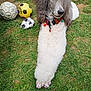 dog, poodle, grass, soccer_balls, painted_nails, flower_accessory, outdoor, pet, cute, fluffy, white_fur, gray_fur, collar, relaxing, summer, playful, animal, paw, close_up, nature