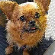 Dolly is registered to the contest to win money with this photo: dog, small_dog, fluffy, ears, tongue, car_seat, pet, animal, cute, brown_fur, close_up, looking_up, companion, domestic_animal, adorable, expression, fur, sitting, indoors, vehicle