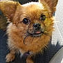 dog, small_dog, fluffy, ears, tongue, car_seat, pet, animal, cute, brown_fur, close_up, looking_up, companion, domestic_animal, adorable, expression, fur, sitting, indoors, vehicle