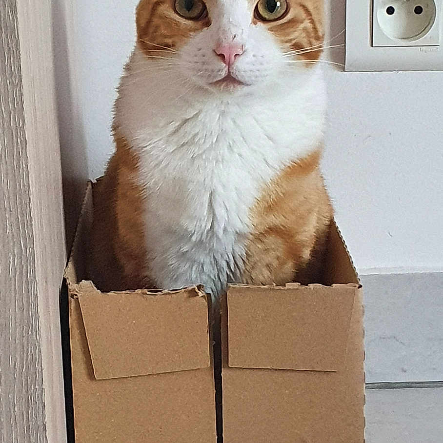 Pandoora