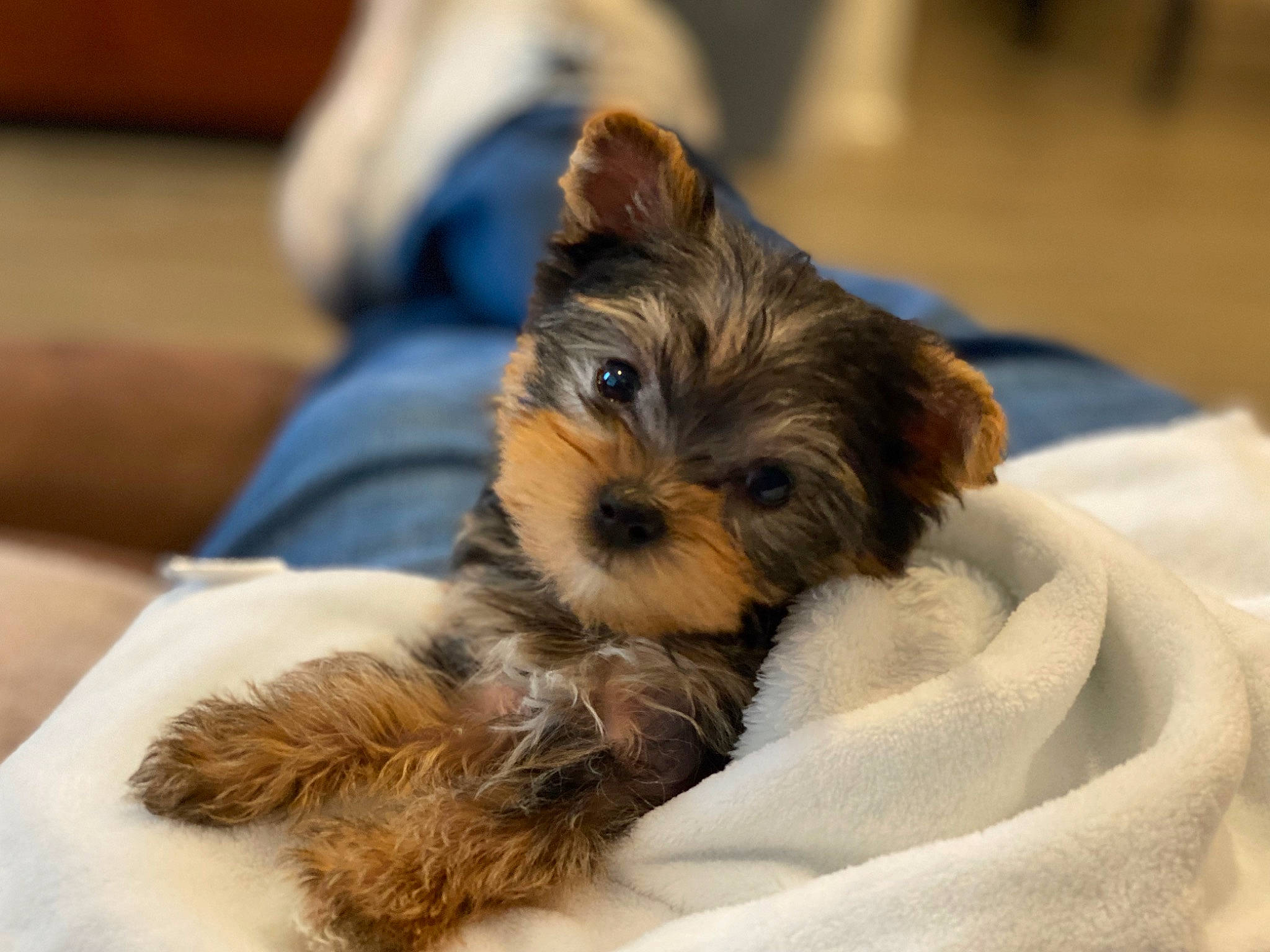 Lily is registered to the contest to win money with this photo: canidae, carnivore, comfort, companion_dog, dog, dog_breed, dog_supply, ear, fawn, fur, liver, maltepoo, small_terrier, snout, sporting_group, terrier, toy_dog, working_animal, yorkipoo, yorkshire_terrier