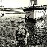 Siska a rejoint le concours — aidez-le/la à gagner de superbes lots ! dog, water, boat, mud, shore, black_and_white, shake, animal, outdoor, sky, harbor, buoy, reflection, vintage, seascape, pet, wet, nature, calm, landscape