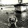 dog, water, boat, mud, shore, black_and_white, shake, animal, outdoor, sky, harbor, buoy, reflection, vintage, seascape, pet, wet, nature, calm, landscape