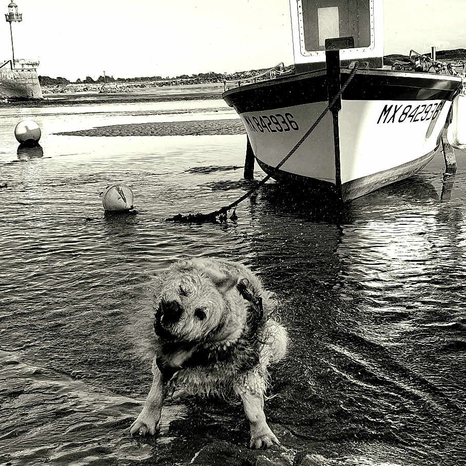 Siska a rejoint le concours — aidez-le/la à gagner de superbes lots ! dog, water, boat, mud, shore, black_and_white, shake, animal, outdoor, sky, harbor, buoy, reflection, vintage, seascape, pet, wet, nature, calm, landscape