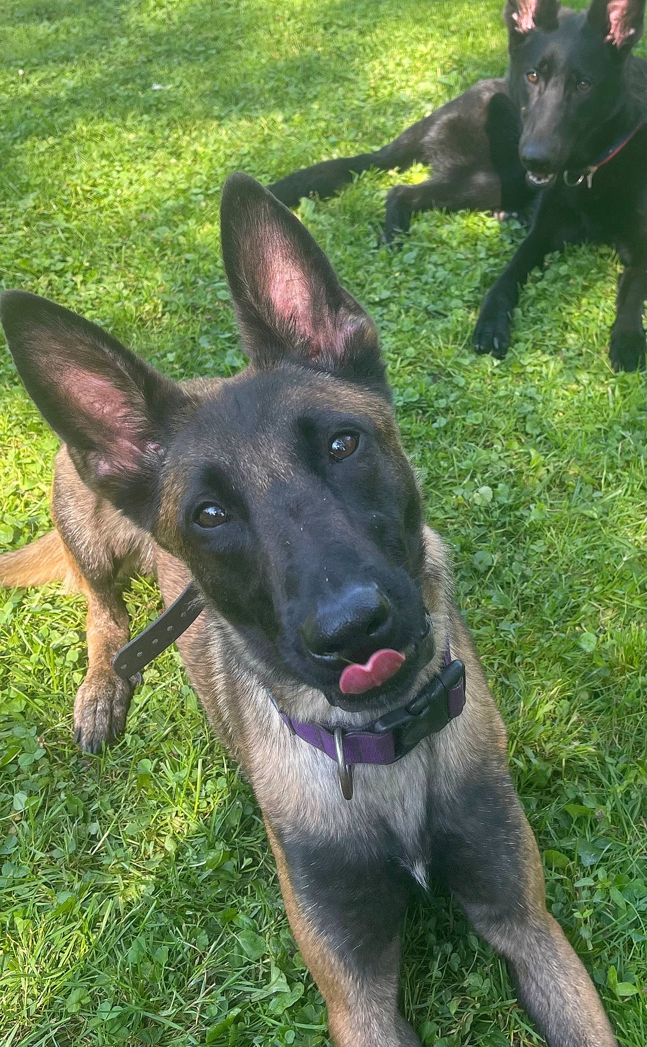 Lupa joined the competition — help win amazing prizes! canidae, carnivore, companion_dog, dog, dog_breed, east_european_shepherd, fawn, german_shepherd_dog, grass, herbaceous_plant, herding_dog, plant, snout, sporting_group, terrestrial_animal, working_animal, working_dog