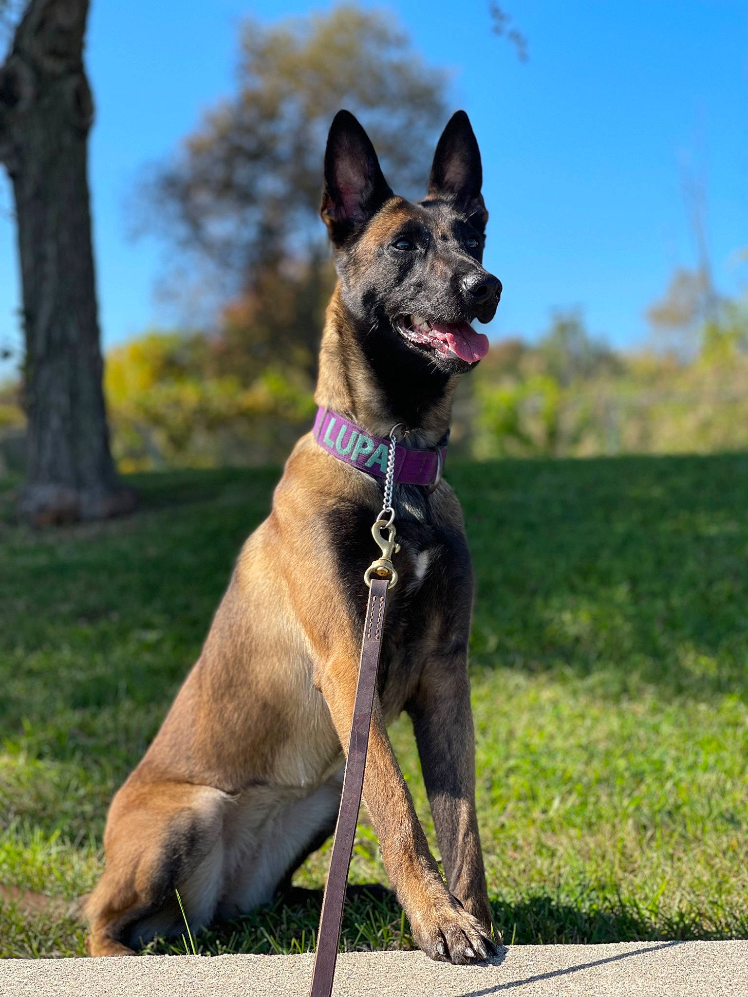 Lupa is registered to the contest to win money with this photo: canidae, carnivore, collar, dog, dog_breed, dog_collar, dog_supply, electric_blue, fawn, grass, guard_dog, plant, sky, snout, sporting_group, tail, terrestrial_animal, tree, wildlife, working_dog