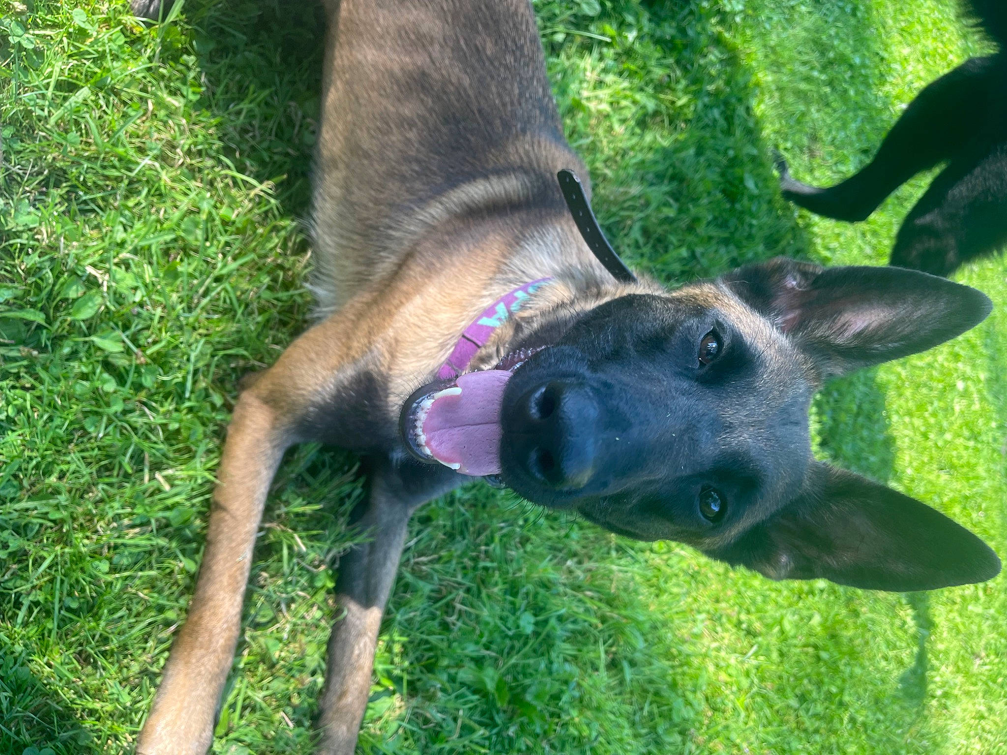 Lupa is registered to the contest to win money with this photo: canidae, carnivore, dog, dog_breed, east_european_shepherd, electric_blue, fawn, german_shepherd_dog, grass, old_german_shepherd_dog, plant, snout, sporting_group, tail, terrestrial_animal, working_animal, working_dog