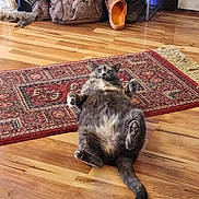 Nala joined the competition — help win amazing prizes! backpack, cat, domestic_animal, feline, flooring, funny_pose, gray_cat, home, indoor, living_room, lying_down, pet, red_rug, relaxed, rug, scratching_post, shoes, surprised_expression, wide_eyes, wooden_floor