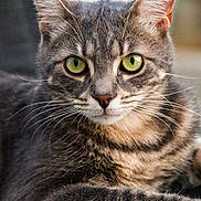 Tsuki a rejoint le concours — aidez-le/la à gagner de superbes lots ! animal, cat, close_up, ears, feline, fur, gray_coat, green_eyes, indoor, paws, pet, photography, portrait, serious_expression, sharp_focus, sitting, soft_lighting, striped_fur, tabby_cat, whiskers