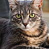 animal, cat, close_up, ears, feline, fur, gray_coat, green_eyes, indoor, paws, pet, photography, portrait, serious_expression, sharp_focus, sitting, soft_lighting, striped_fur, tabby_cat, whiskers