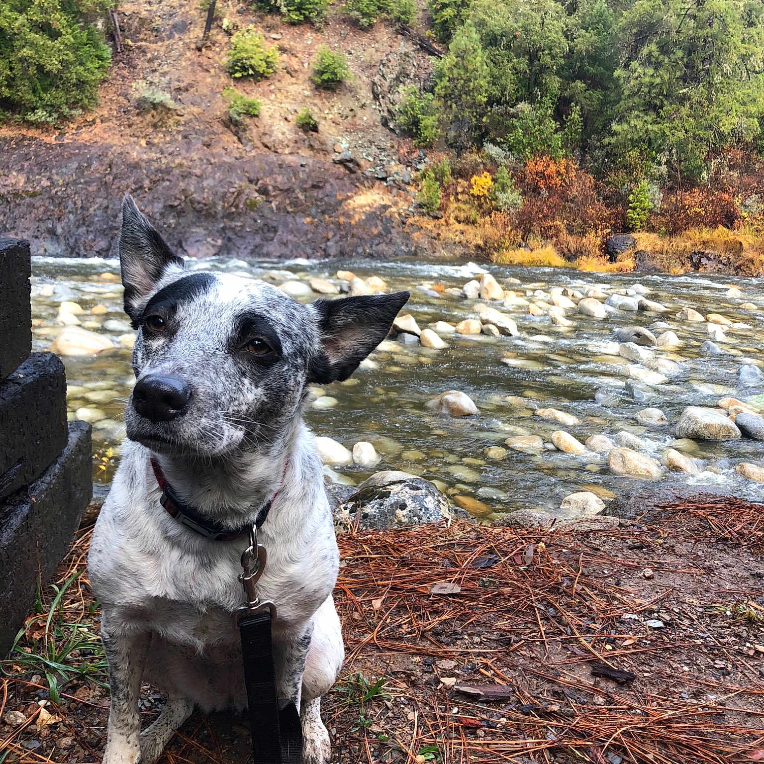 Indiana is registered to the contest to win money with this photo: adventure, dog, dog_breed, dog_breed_group, dog_like_mammal, grass, landscape, plant, rock, snout, tree, water