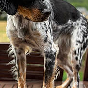 Ruby a rejoint le concours — aidez-le/la à gagner de superbes lots ! dog, animal, outdoor, wooden_deck, black_and_white, spotted, pet, fur, canine, nature, grass, trees, portrait, standing, ears, paw, snout, side_view, calm, daylight