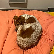 Pyala participe au concours pour gagner de l'argent avec cette photo : bed, bedding, blanket, brown_and_white, cozy, curled_up, dog, duvet, ear, floor_tile, heater, indoor, night, paw, pet, resting, sleeping, snout, spotted_fur, wall