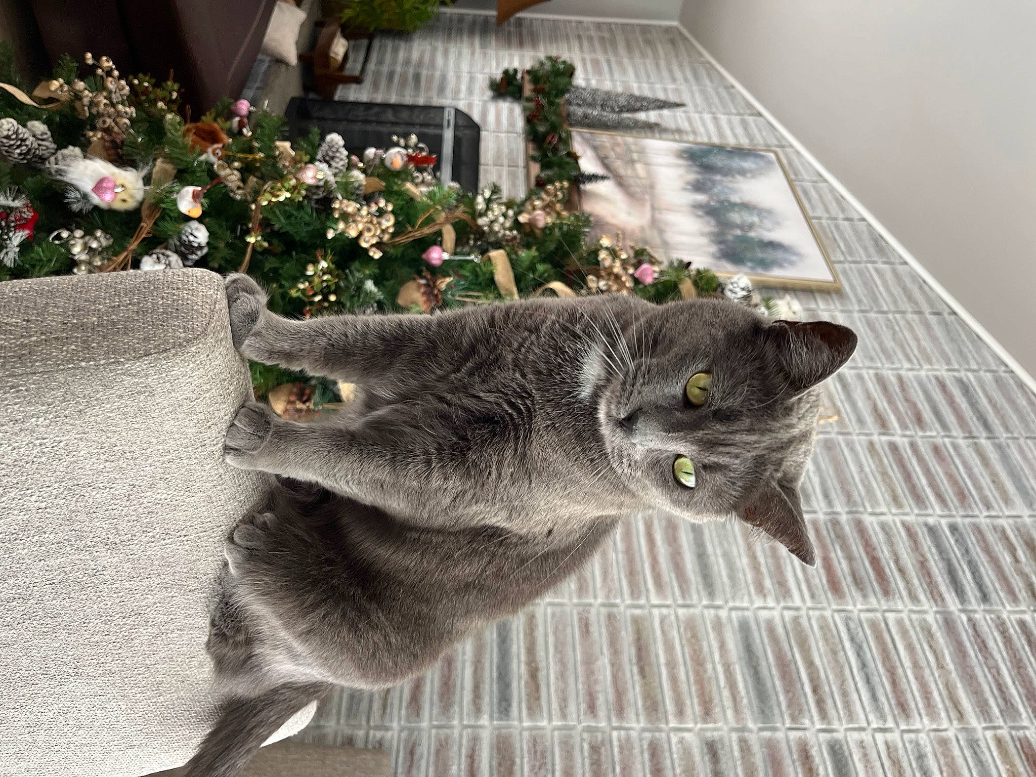 Smoki is registered to the contest to win money with this photo: annual_plant, black_cat, carnivore, cat, chartreux, claw, domestic_short_haired_cat, felidae, flower, flower_arranging, fur, grey, herb, houseplant, plant, small_to_medium_sized_cats, snout, tail, whiskers, window