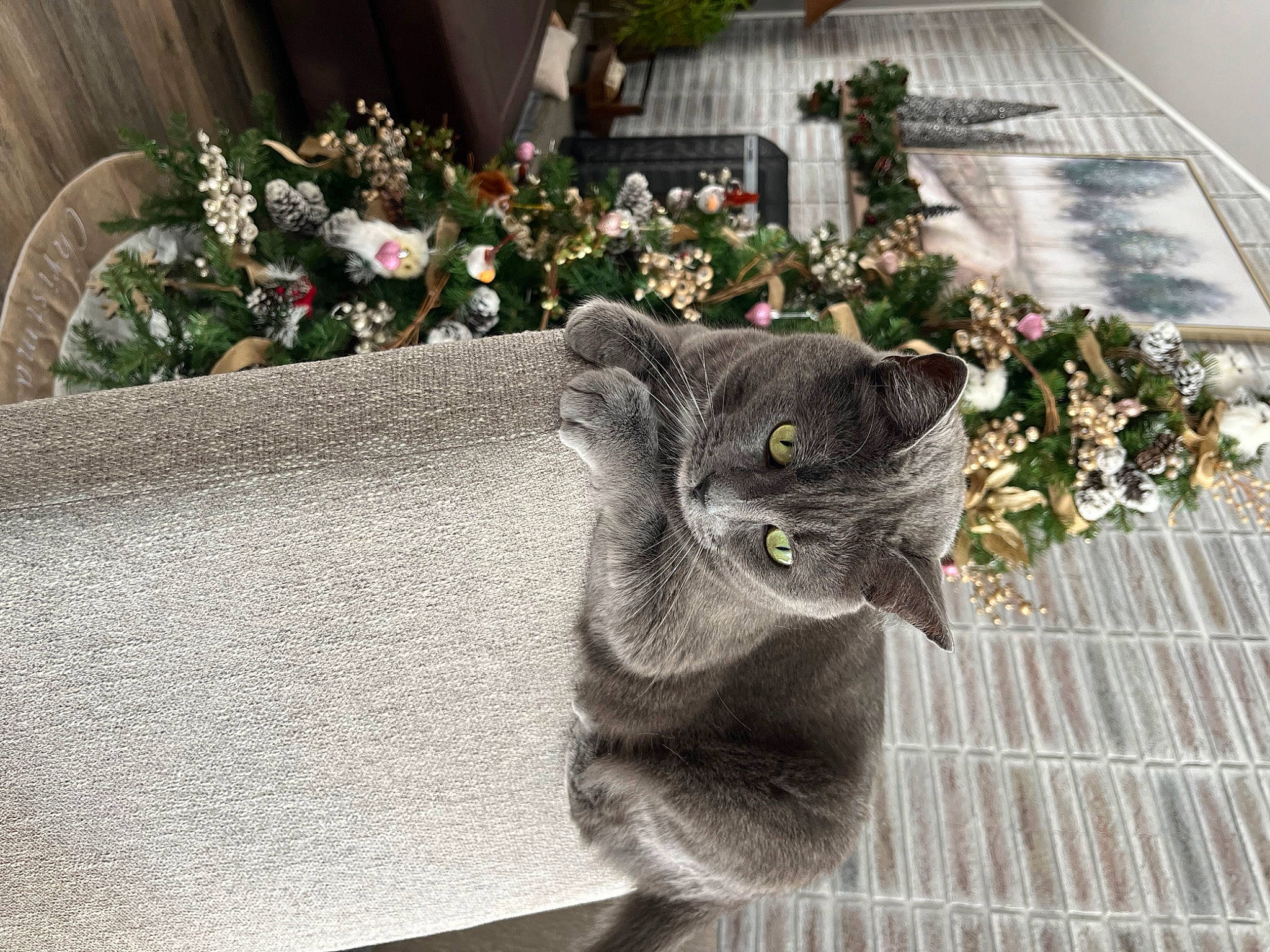 Smoki joined the competition — help win amazing prizes! art, carnivore, cat, domestic_short_haired_cat, felidae, flower, flowerpot, fur, grass, grey, groundcover, houseplant, plant, shrub, small_to_medium_sized_cats, snout, tail, tree, whiskers, window