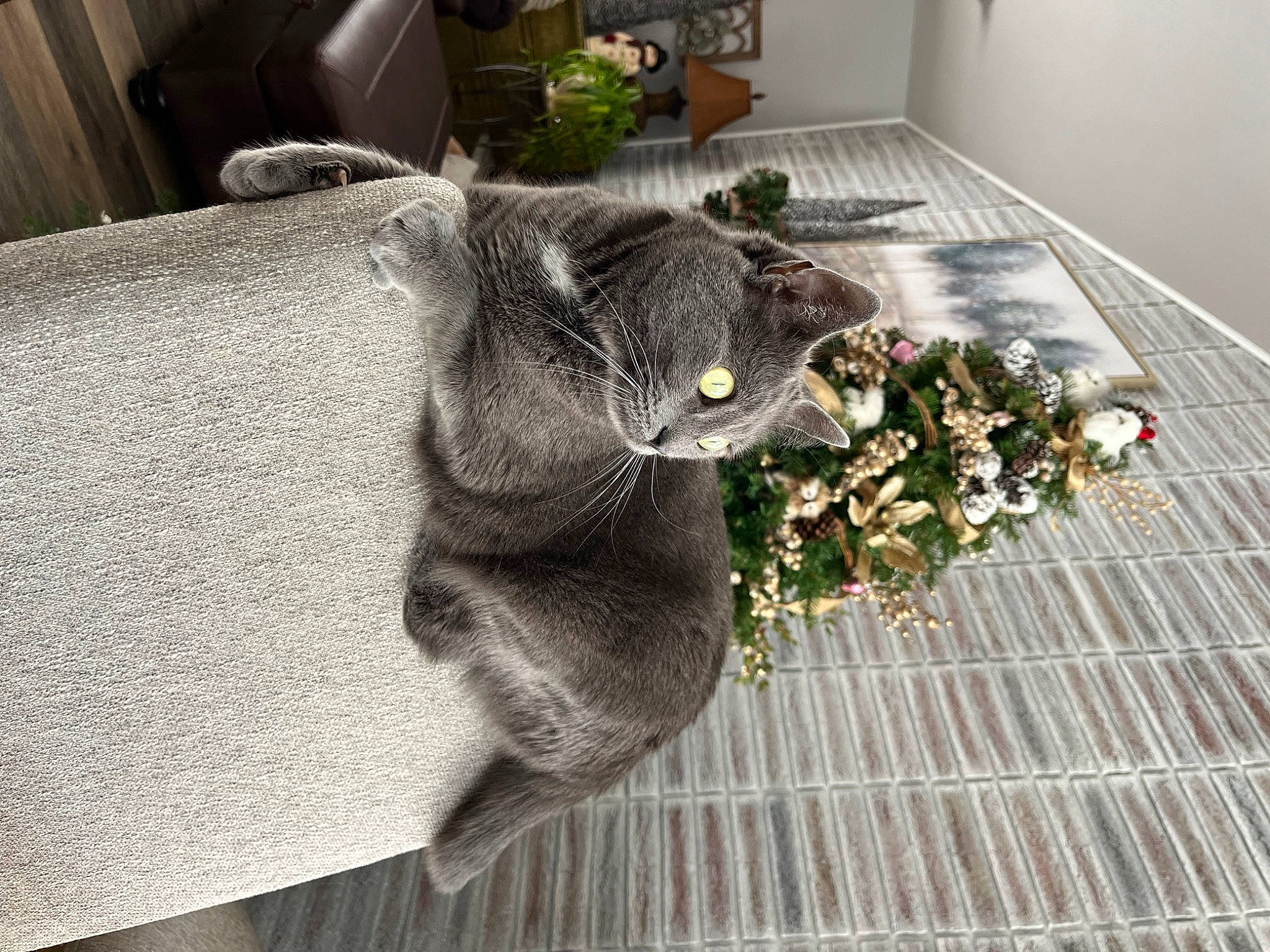 Smoki is registered to the contest to win money with this photo: black_cat, carnivore, cat, domestic_short_haired_cat, felidae, flooring, flower, flower_arranging, fur, grey, herb, houseplant, plant, russian_blue, small_to_medium_sized_cats, table, tail, whiskers, window, wood