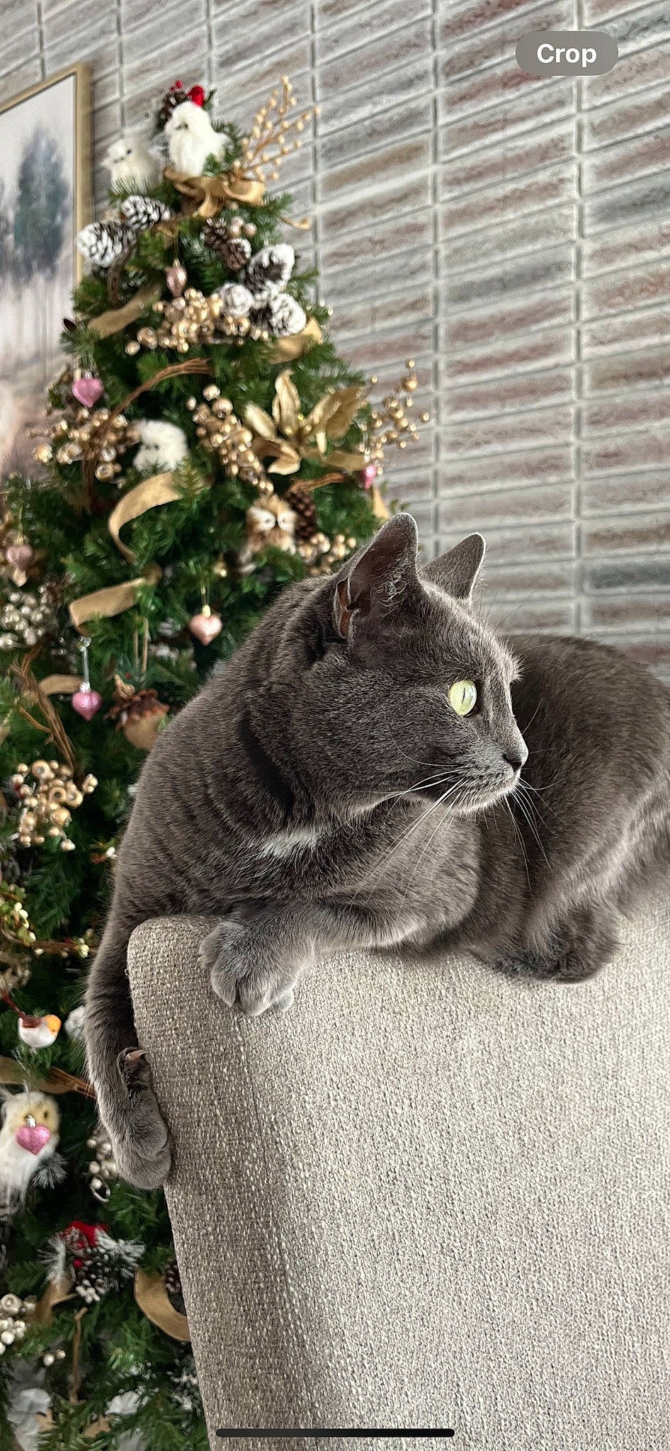 Smoki is registered to the contest to win money with this photo: black_cat, carnivore, cat, christmas_ornament, christmas_tree, conifer, domestic_short_haired_cat, event, evergreen, felidae, fur, grass, grey, holiday_ornament, plant, small_to_medium_sized_cats, tail, tree, whiskers, window