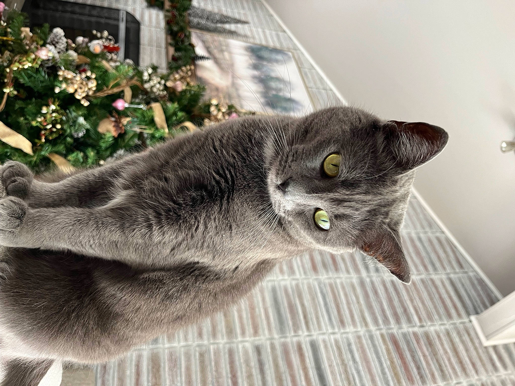 Smoki is registered to the contest to win money with this photo: black_cat, carnivore, cat, domestic_short_haired_cat, felidae, flower, fur, grey, groundcover, plant, russian_blue, small_to_medium_sized_cats, snout, tail, terrestrial_animal, whiskers, window
