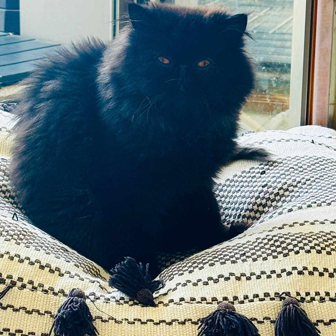 Fenty participe au concours pour gagner de l'argent avec cette photo : animal, black_cat, cat, cozy, cushion, daylight, decor, ears, eyes, fluffy, fur, furniture, home, indoor, pet, relaxing, resting, soft_light, whiskers, window