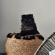 Fenty participe au concours pour gagner de l'argent avec cette photo : animal, basket, black_cat, cat, chair, cozy, cute, decor, domestic, feline, fluffy, fur, gray_wall, home, indoor, pet, quiet, relaxed, sitting, woven_basket