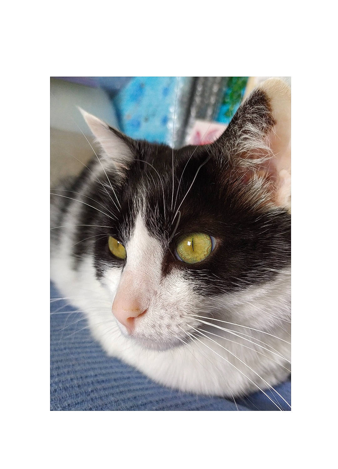 Louloute participe au concours pour gagner de l'argent avec cette photo : art, carnivore, cat, domestic_short_haired_cat, eye, felidae, font, fur, head, packaging_and_labeling, paw, photo_caption, rectangle, small_to_medium_sized_cats, snout, tail, terrestrial_animal, tree, whiskers, wildlife